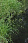 Nodding sedge